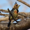 Haubenbartvogel